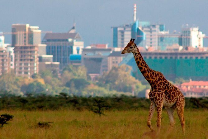 Early Morning Group Joining Game Drive In Nairobi National Park - Nairobi National Park: a safari that feels close enough to be effortless