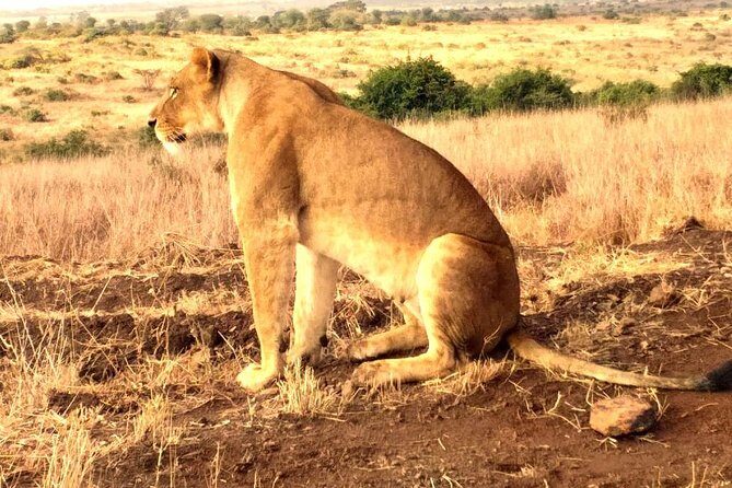 Early Morning Group Joining Mini Safari To Nairobi National Park - Price and value: is $71.43 a good deal?