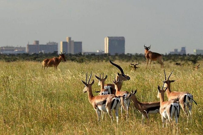 Early Morning Group Joining Mini Safari To Nairobi National Park - How Nairobi National Park stays wild while the city stays close