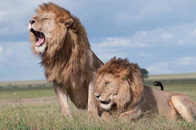 Early Morning Half Day Group Tour to Nairobi National Park - Key highlights you can count on