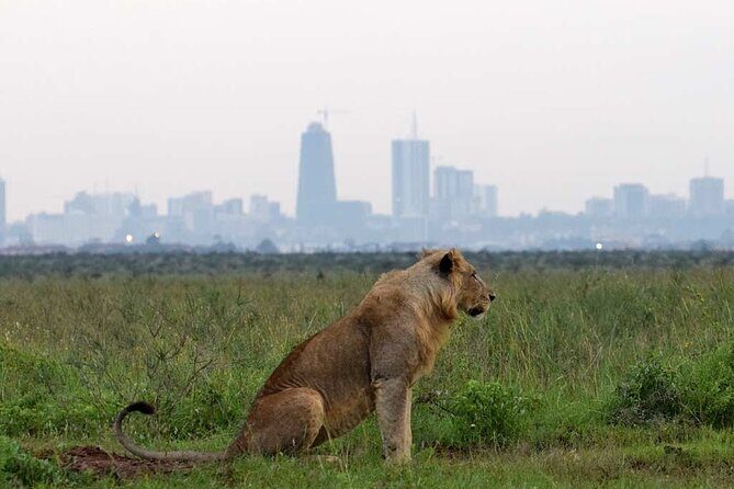 Early Morning Half Day Group Tour to Nairobi National Park - Where the animals are likely to show up in this park’s habitats