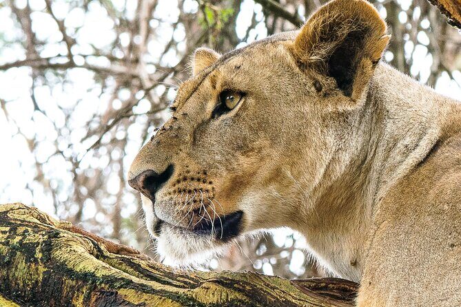 Early Morning Nairobi Park Safari and Giraffe Centre Tour. - The 6am start: Nairobi National Park before the crowds