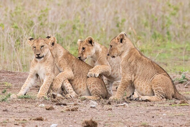 Early Morning Nairobi Park Safari and Giraffe Centre Tour. - Price and what $95 really buys you