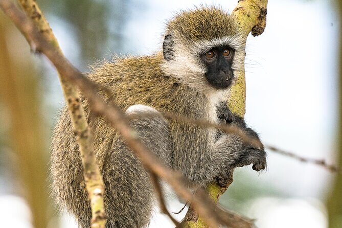 Early Morning Nairobi Park Safari and Giraffe Centre Tour. - Should you book this Nairobi early safari + giraffe + beads tour?