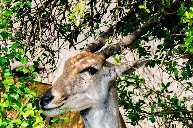 Early Morning Nairobi Park Safari and Giraffe Centre Tour. - Nairobi National Park game drive: what you can realistically expect