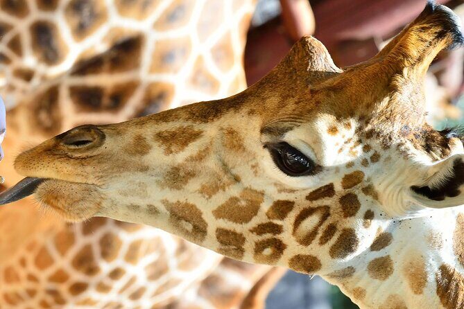Early Nairobi Park Giraffe Centre and Optional Elephant Orphanage - A 6am Pickup Means You See More Than Just Traffic