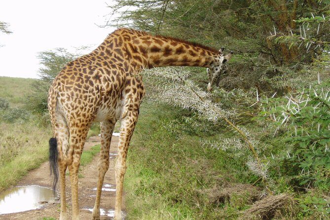 Early Nairobi Park Giraffe Centre and Optional Elephant Orphanage - The Optional Elephant Orphanage Hour: Worth It, But Only If Slots Exist