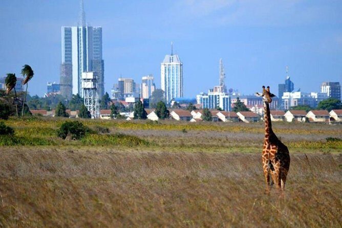 Early Nairobi Park Giraffe Centre and Optional Elephant Orphanage - Nairobi National Park: Lions, Rhino, and 400+ Birds Close to the City