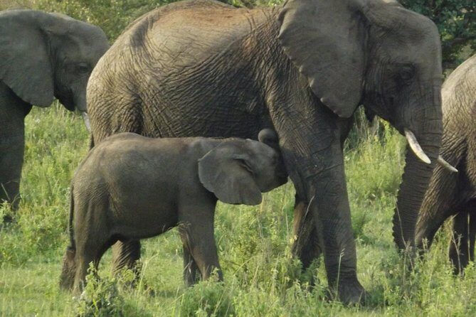 Elephant Orphanage and Giraffe Center Nairobi Day Tour - Key highlights you’ll feel right away