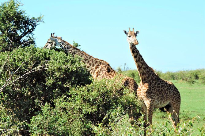 Elephant Orphanage and Giraffe Center Nairobi Day Tour - A tight 3-hour Nairobi circuit that fits before or after safari