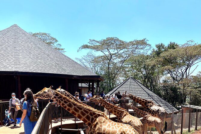 Elephant Orphanage and Giraffe Center Nairobi Day Tour - Respectful animal-watching: how to make it a conservation-friendly visit