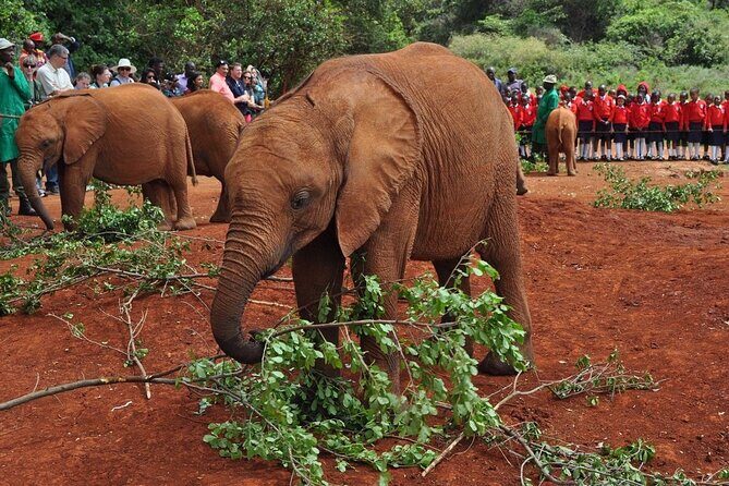 Elephant Orphanage and Giraffe Center Nairobi Day Tour - Private pickup and transfers: fewer waiting games, better use of time