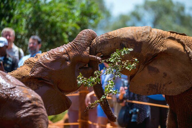 Elephant Orphanage, Giraffe Center & Bomas of Kenya Day Tour - Giraffe Centre: eye-to-eye with Rothschild giraffes
