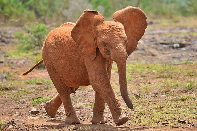 Elephant Orphanage & Giraffe Centre Tour - A smart Nairobi route: Giraffe Centre, then Sheldrick, with pickup handled