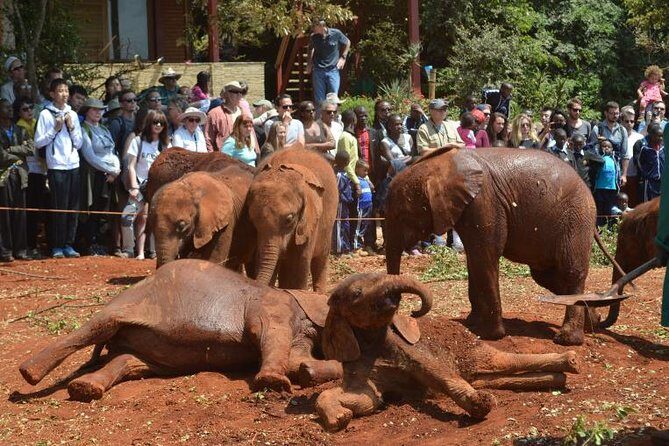 Elephant Orphanage & Giraffe Centre Tour - Should you book Gracepatt Ecotours Kenya’s tour?