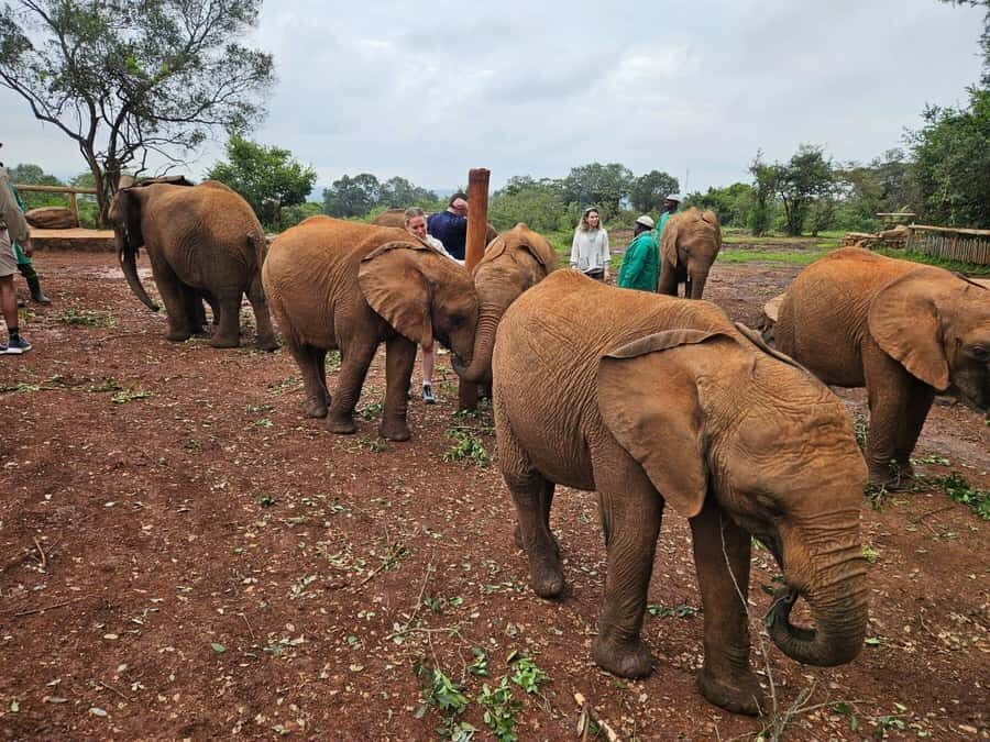 Elephant Orphanage, Giraffee Center, Karen Blixxen Meseum - Key highlights worth getting excited about