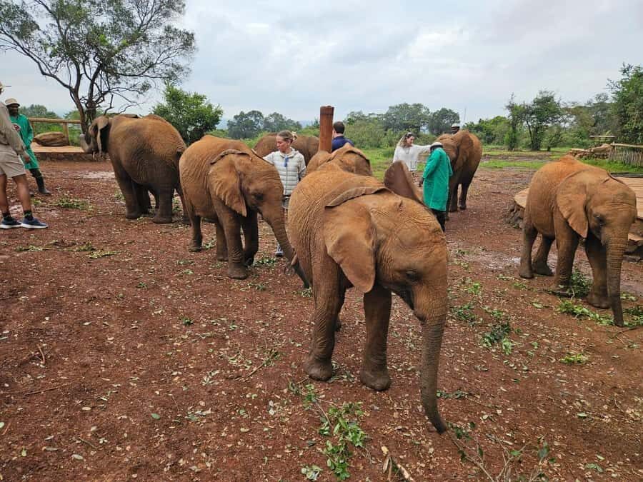 Elephant Orphanage, Giraffee Center, Karen Blixxen Meseum - Why this Nairobi combo tour works so well