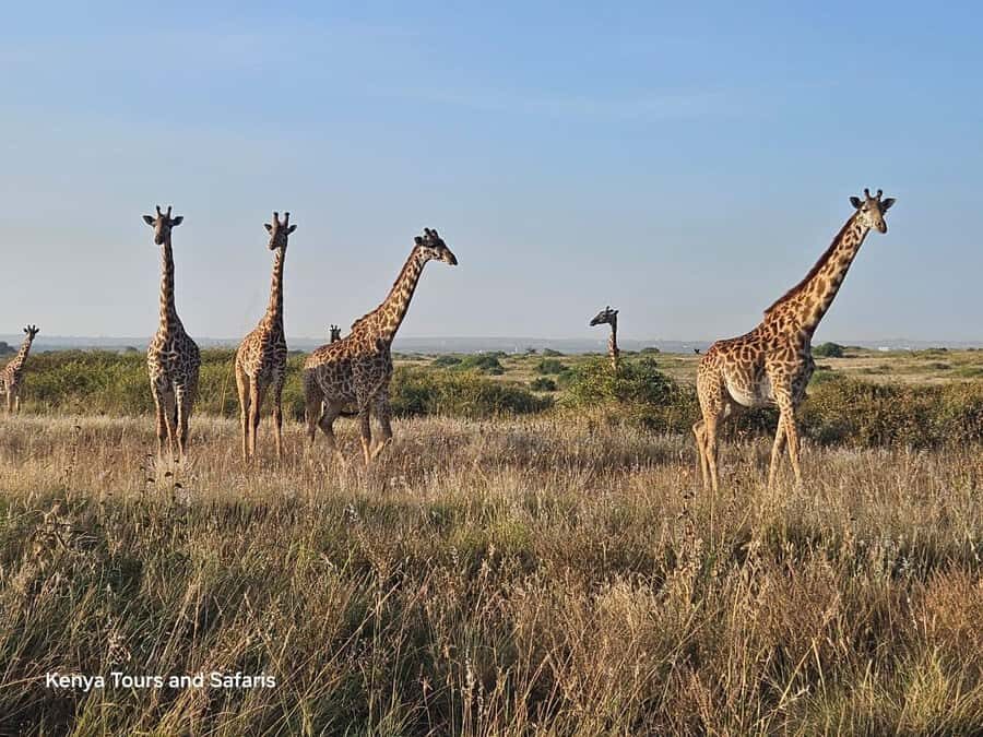 Elephant Orphanage, Giraffee Center, Karen Blixxen Meseum - Stop 1: Giraffe Centre and the Rothschild giraffes