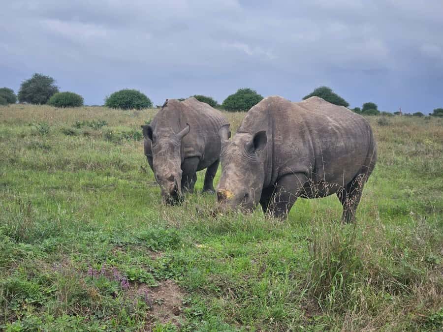 Elephant Orphanage, Giraffee Center, Karen Blixxen Meseum - Price and value: what $34 really means (and what to budget)
