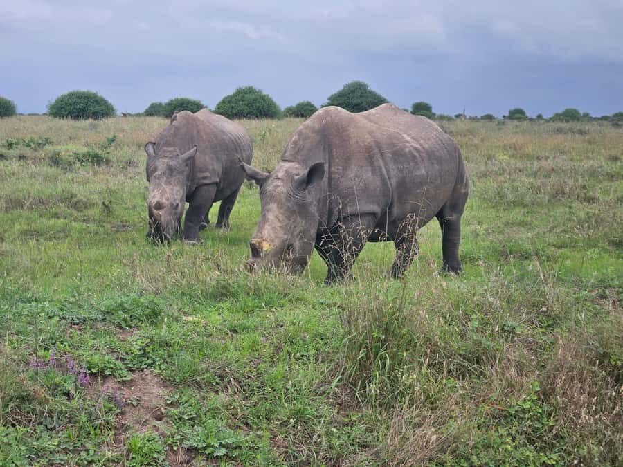 Elephant Orphanage, Giraffee Center, Karen Blixxen Meseum - Who should book this tour (and who should skip it)