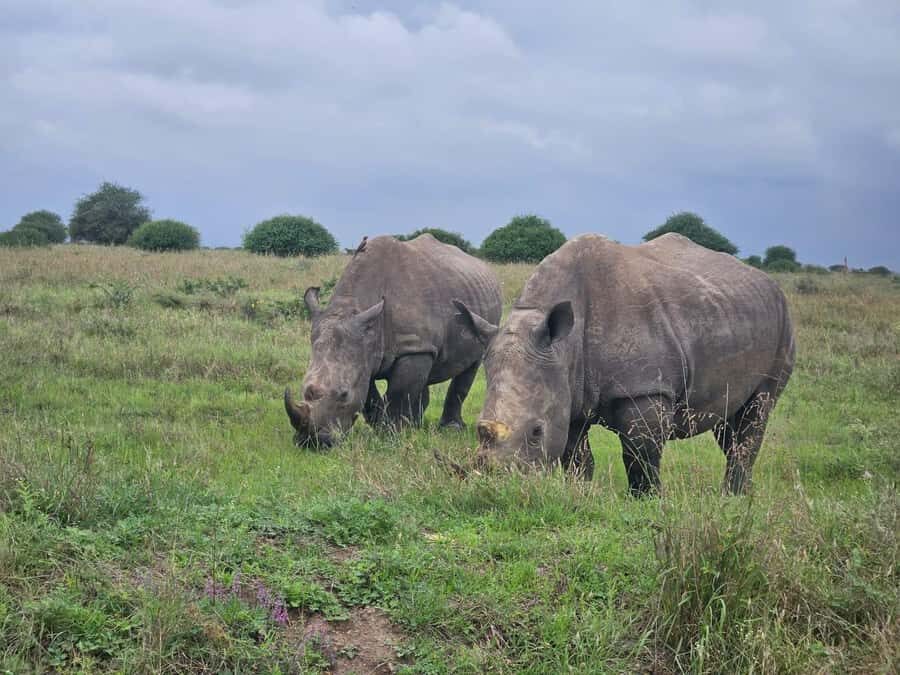 Elephant Orphanage, Giraffee Center, Karen Blixxen Meseum - Getting set for the open-roof mini van and real-world timing