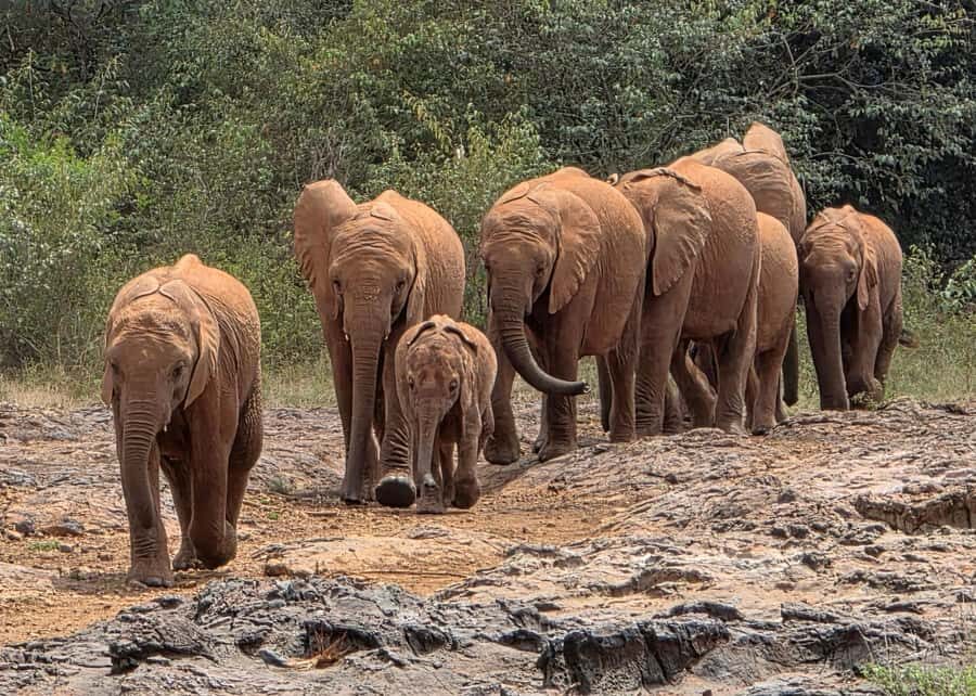 Elephant Orphanage Trust, Giraffes & Bomas of Kenya Day Tour - Key things I’d watch for on this day
