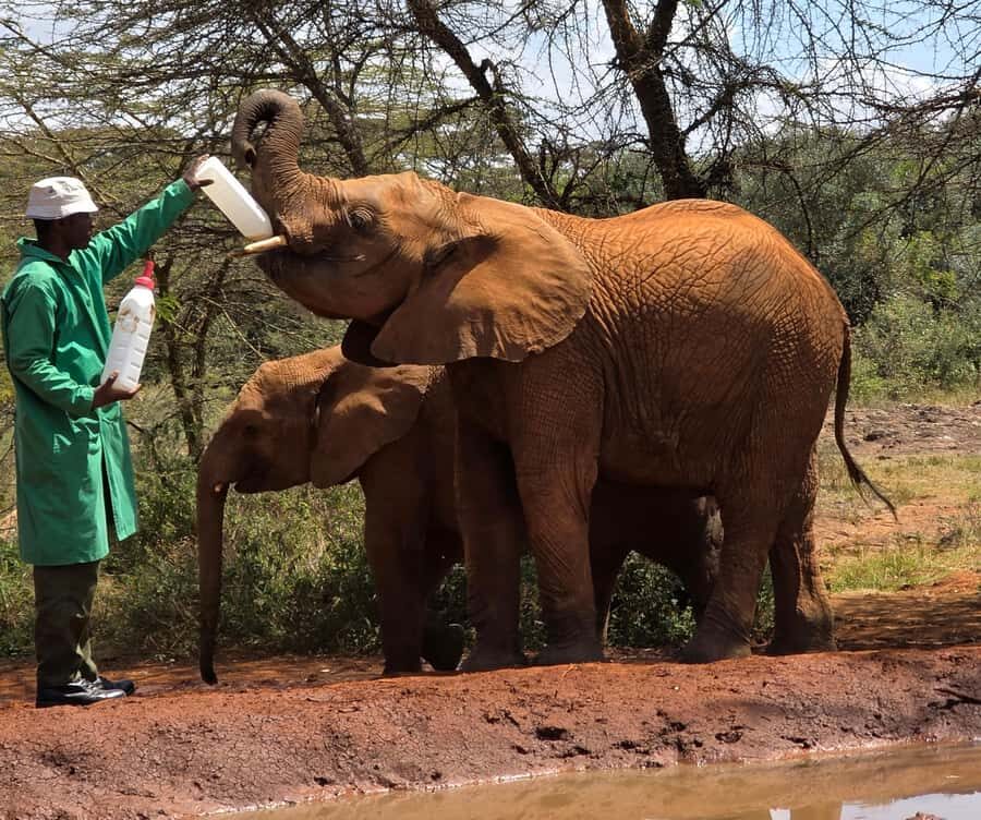 Elephant Orphanage Trust, Giraffes & Bomas of Kenya Day Tour - Giraffe Center First: Handfeeding Rothschild’s and a Bird Sanctuary Walk