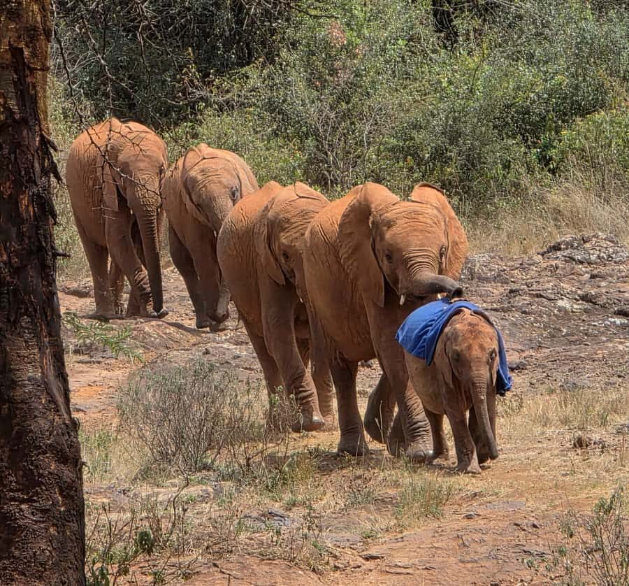 Elephant Orphanage Trust, Giraffes & Bomas of Kenya Day Tour - Bomas of Kenya: 53 Communities, 15 Dances, and Homestead Visits