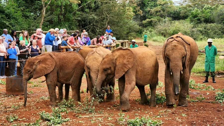 Elephant Orphanage Trust, Giraffes & Bomas of Kenya Day Tour - Should You Book the Elephant Orphanage Trust, Giraffes & Bomas Tour?
