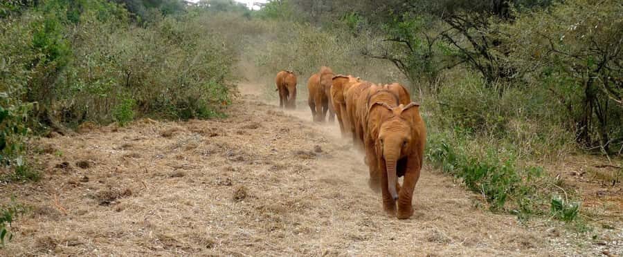 Elephant Orphanage,Giraffe Center&Karen Blixxen Day TripTour - Giraffe Center: Semi-Wild Viewing and Feeding