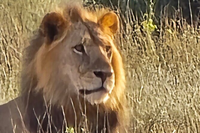 Elky Tours 2 Days Tsavo East Tour - Getting From Diani Beach: The Early Start and the Real Timing