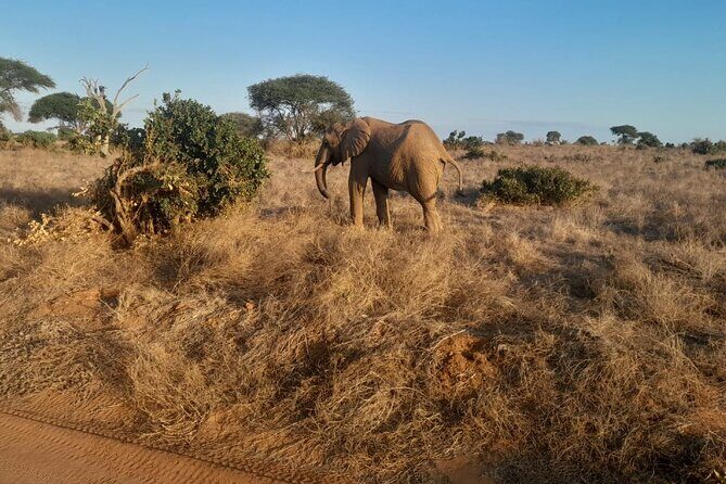 Elky Tours 2 Days Tsavo East Tour - Practical Comfort Tips for a 2-Day Safari From the Coast