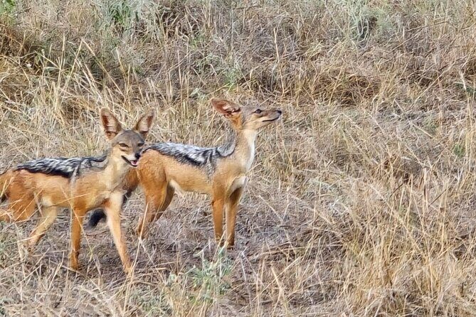 Elky Tours 2 Days Tsavo East Tour - Day 1 in Tsavo East: Mid-Morning Game Drive, Lodge Lunch, Then Sunset Hours