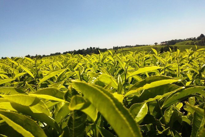 Excursion to Kiambethu Tea Farm - Why this tour stays personal with a group of 15