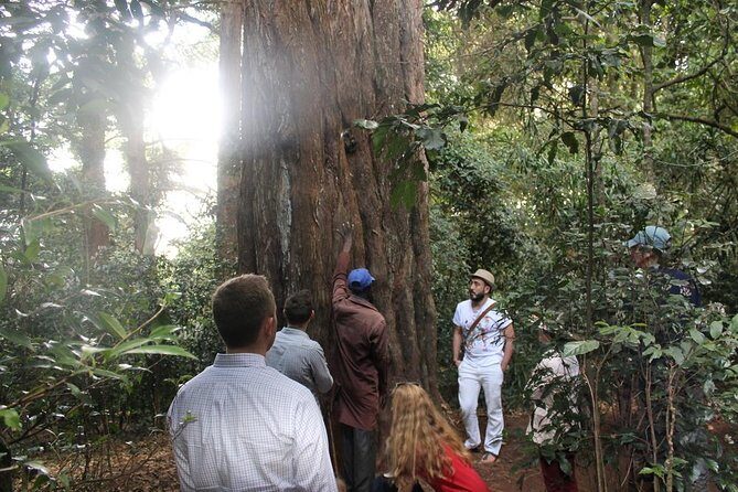 Excursion to Kiambethu Tea Farm - Tea tasting and what to look for while you’re there