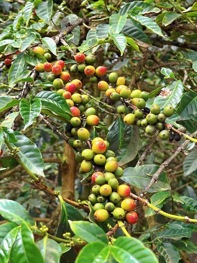 Fairview Coffee Estate Tour From Nairobi - Key things that make this tour work (and feel worth it)