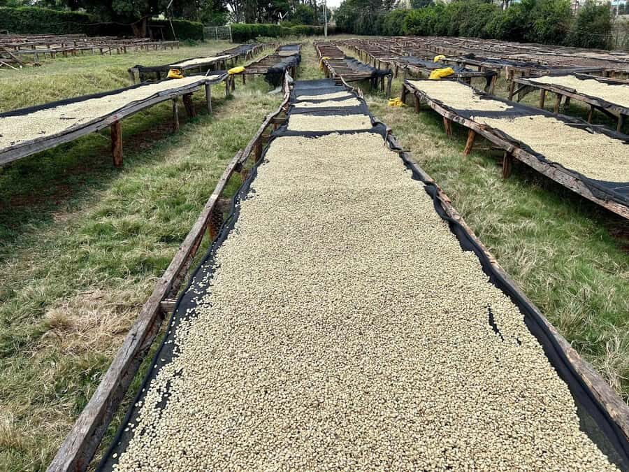 Fairview Coffee Estate Tour From Nairobi - Leaving Nairobi for Kiambu’s coffee country