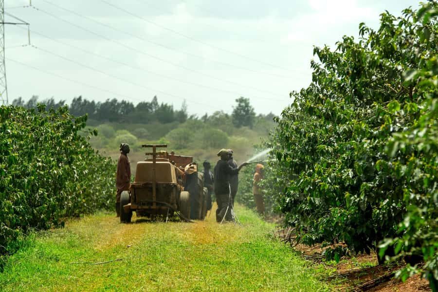 Fairview Coffee Estate Tour From Nairobi - Coffee lab and roasting: the part that explains why the cup tastes different