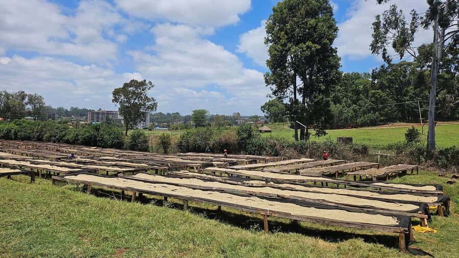 Fairview Coffee Estate Tour From Nairobi - Garden tasting: snacks, at least two coffees, and that milk-moment