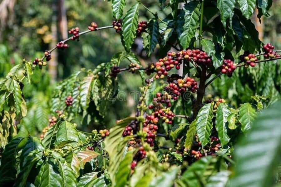 Fairview Coffee Estate Tour From Nairobi - Should you book the Fairview Coffee Estate Tour from Nairobi?