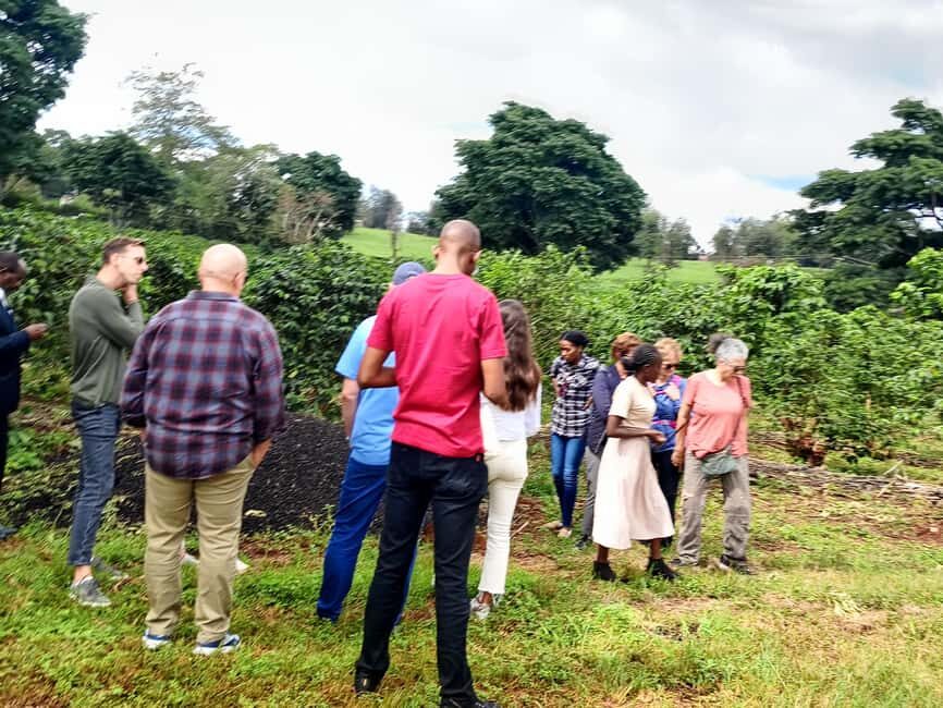 FAIRVIEW COFFEE FARM DAY TOUR - Key points to know before you go