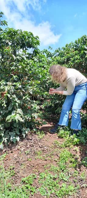 FAIRVIEW COFFEE FARM DAY TOUR - Fairview Coffee Estate: what a 2-hour coffee lesson actually feels like