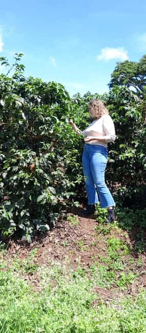 FAIRVIEW COFFEE FARM DAY TOUR - The farm walk: seeing Kenyan coffee up close with your guide