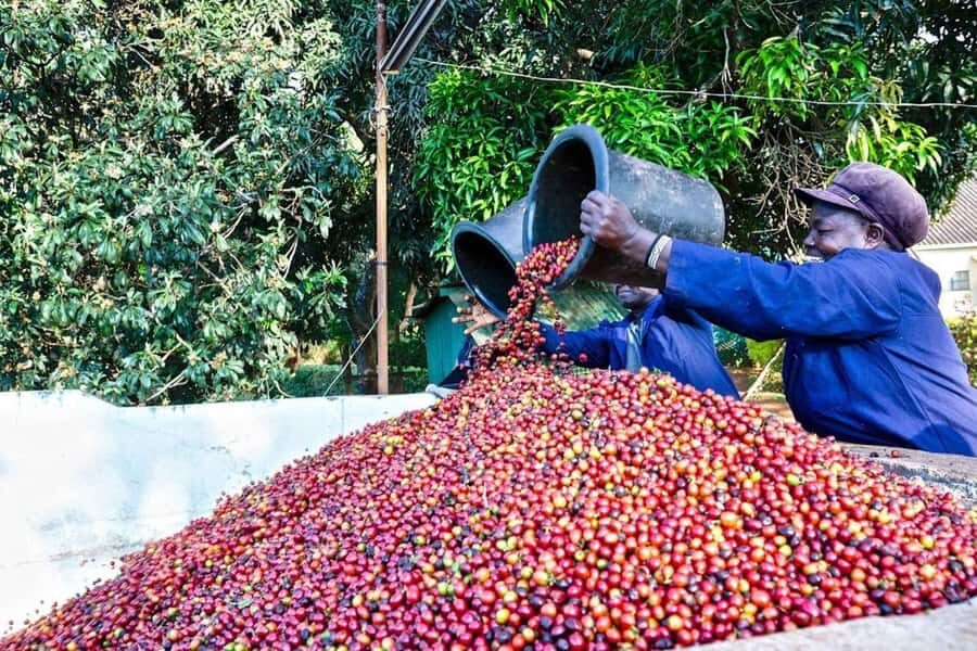 Fairview Coffee Farm Day Tour in Nairobi with Pickup - Guided coffee farm tour across nearly 100 acres