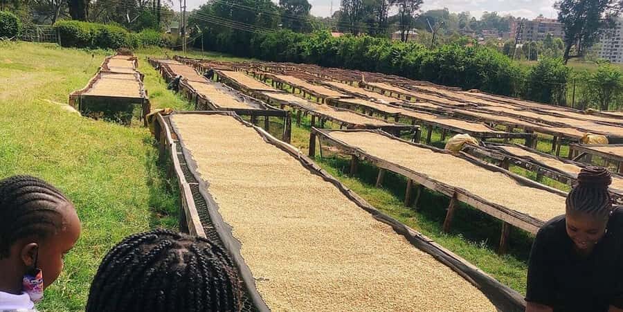 Fairview Coffee Farm Day Tour in Nairobi with Pickup - Before you go: small choices that make the day better