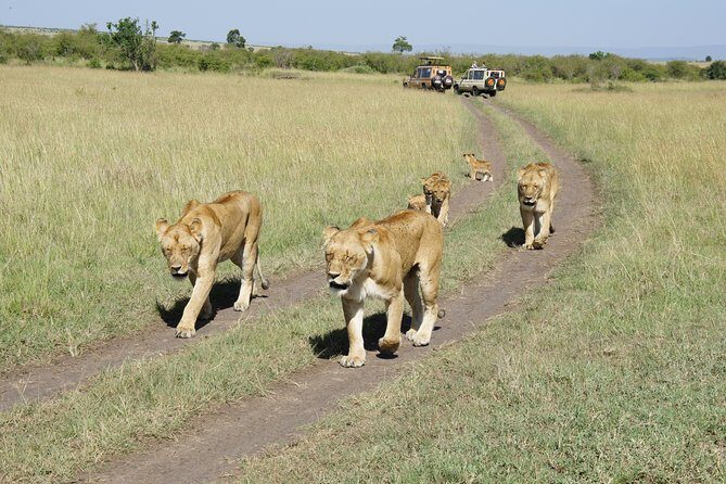 Family & Friends safari Full package . - Nairobi National Museum and the last push to the airport