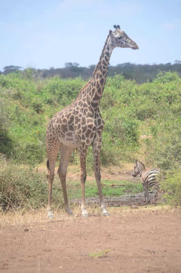 From Diani or Mombasa: Tsavo East National Park Day Trip - Key Things I’d Highlight Before You Go