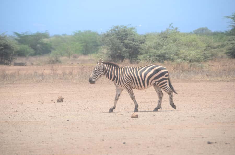 From Diani or Mombasa: Tsavo East National Park Day Trip - Why a Tsavo East Day Trip Works From Diani or Mombasa
