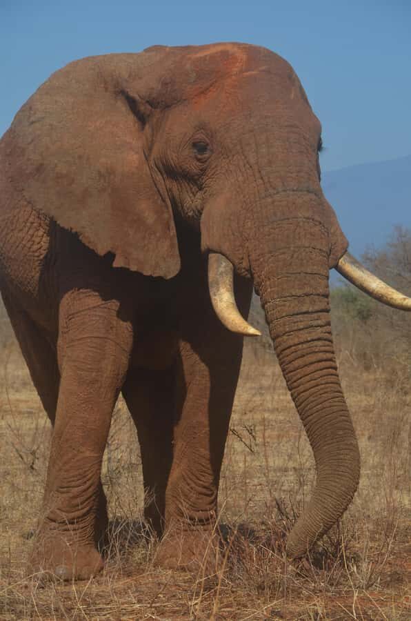 From Diani or Mombasa: Tsavo East National Park Day Trip - Entering Tsavo East at Bachuma Gate and Starting Your First Game Drive