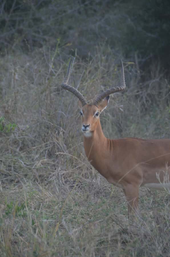 From Diani or Mombasa: Tsavo East National Park Day Trip - The Long Morning Drive: Sunrise, Break Stops, and What to Watch